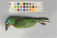 藏品(五色鳥)的圖片